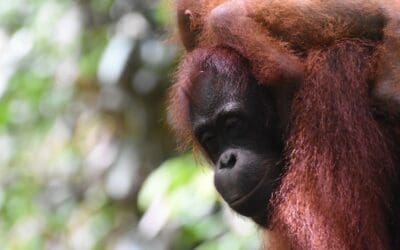 Kalimantan on My Mind